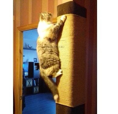 <span style="font-weight: bold;">СТЕНОЛАЗ-2</span>