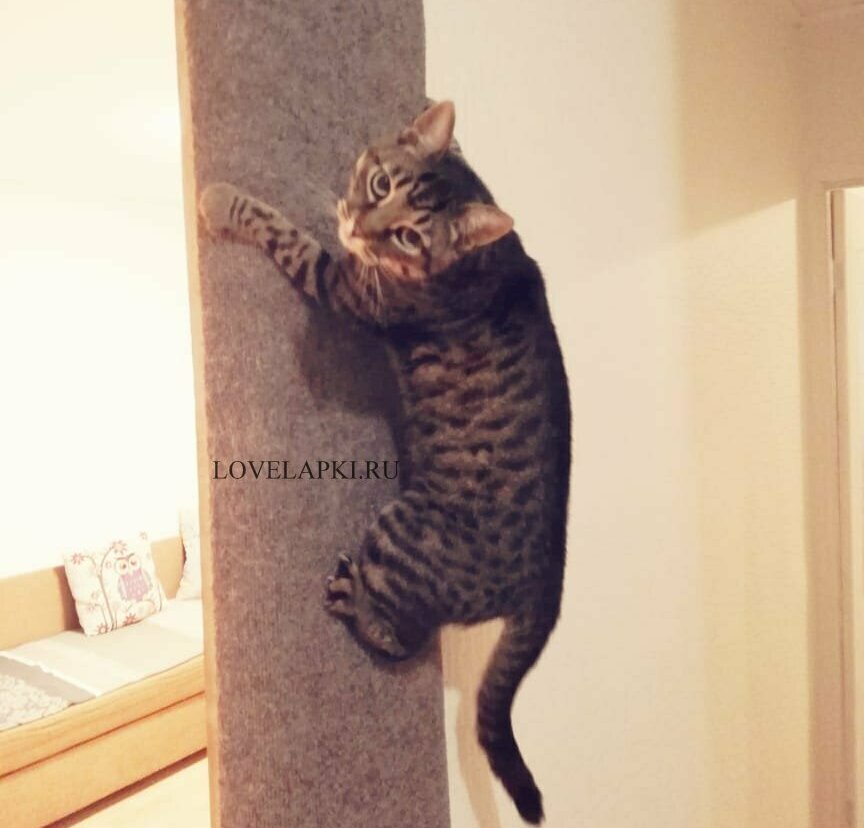 <span style="font-weight: bold;">СТЕНОЛАЗ-1 </span>