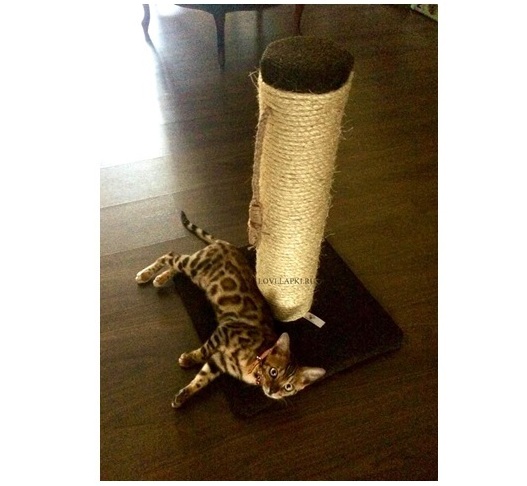 <span style="font-weight: bold;">АКТИВ-2</span>